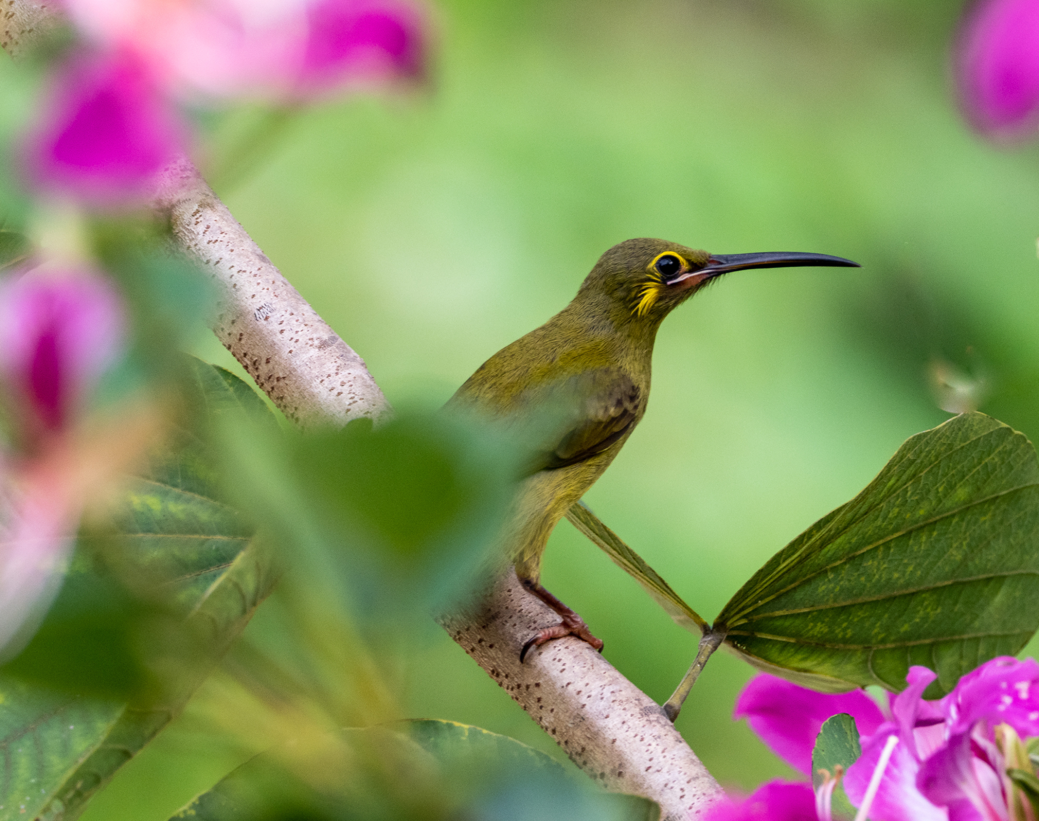 Yellow eared Spiderhunter 1